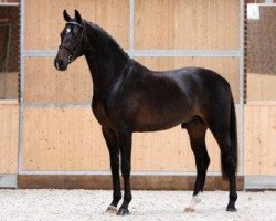 stallion Sir Fashion (Rhinelander, 2006, from Sir Donnerhall I)