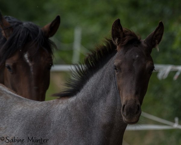 Dressurpferd Gelina SD (Deutsches Reitpony, 2022, von Gamble Sd)