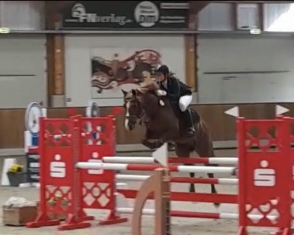 jumper Flummy 13 (German Riding Pony, 2008, from For Kids Only)
