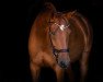 dressage horse Quintana Bay (German Sport Horse, 2017, from Bailando)