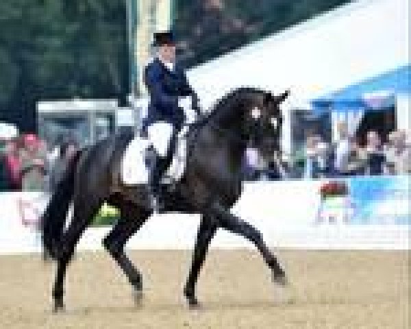 stallion De Champ OLD (Oldenburg, 2006, from Daddy Cool)