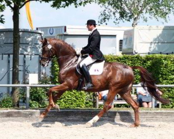 dressage horse Discovery OLD (Oldenburg, 2007, from Dimaggio)