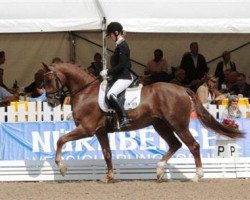 dressage horse Bobcat (Hanoverian, 2007, from Breitling W)