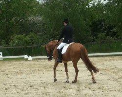 dressage horse Waldano 36 (Hanoverian, 2001, from Wolkentanz I)