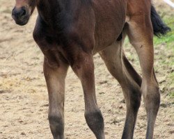 Springpferd Fohlen (Westfale, 2012, von Black Jack 175)