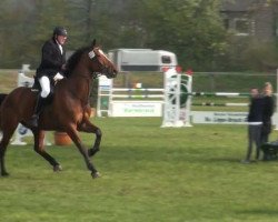 jumper Manitari (KWPN (Royal Dutch Sporthorse), 2003, from Mermus R)