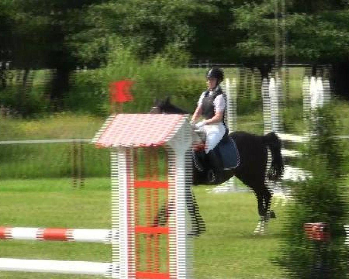 Springpferd Nico (Deutsches Reitpony, 2003, von Nando M)