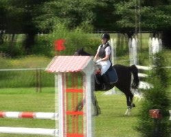 jumper Nico (German Riding Pony, 2003, from Nando M)