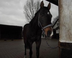 horse Leonardo xx (Thoroughbred, 1991, from Mister Rock's xx)