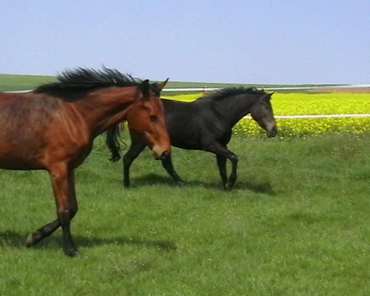 broodmare Chaccofin Z (Oldenburg show jumper, 2009, from Chaccomo)