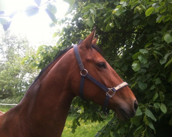 horse Camill P (Danish Warmblood, 2003, from Solos Landtinus)