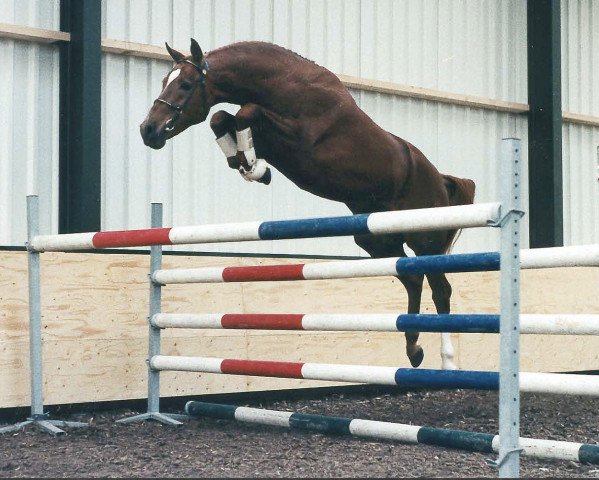 stallion Disconto (Rhinelander, 1992, from Diamantino)