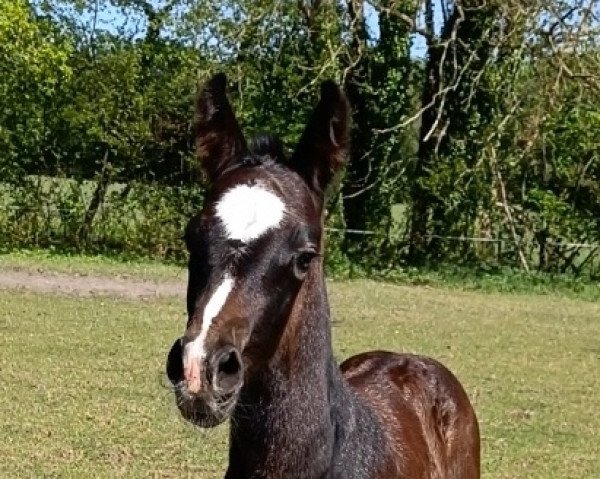 jumper Claire de Lune (Westphalian, 2022, from Charmeur Blanc)