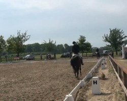 dressage horse Isengarden (Westphalian, 2006, from Insterburg TSF)