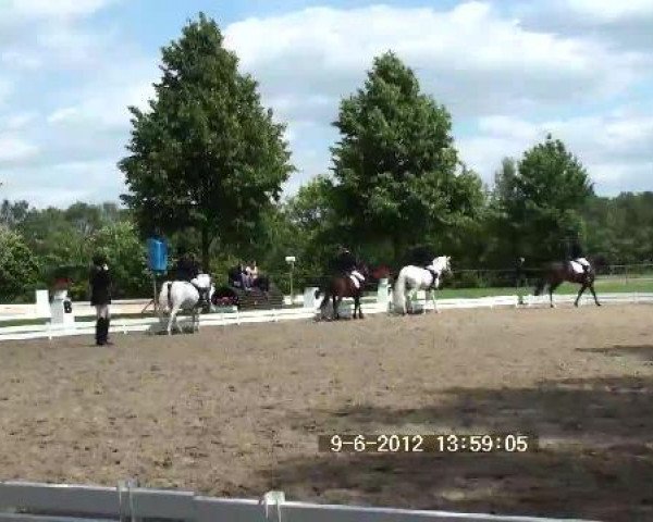 dressage horse Vanila Sky (unknown,  )