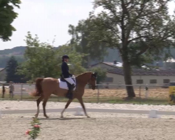 Reitturnier Rot am See- Musdorf 2022