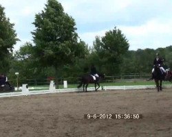 dressage horse Woodside's Ashby (Hanoverian, 2003, from Worldly I)