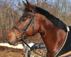 dressage horse Rochee 13 (Württemberger, 2000, from Ricardo)