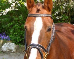 dressage horse Aragon 129 (German Riding Pony, 1993, from Hamrik's Golden Arak)