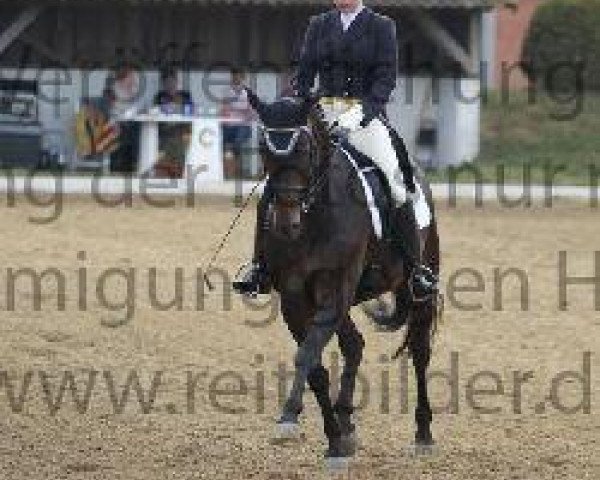 dressage horse Ferdinand F 2 (Westphalian, 1999, from Florestan I)