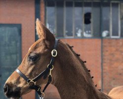 dressage horse Hengst von Dancier x Lauries Crusador (Hanoverian, 2020, from Dancier)