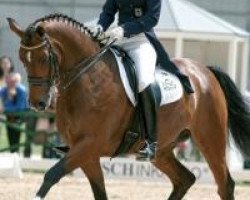 dressage horse Marburg's Le Mont D'Or (Oldenburg, 1999, from Landjuwel Gold)