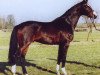 stallion Littlefield (Holsteiner, 1999, from Loutano)