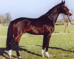 stallion Littlefield (Holsteiner, 1999, from Loutano)