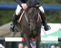 jumper Kalico Bay (Irish Sport Horse, 2001, from Limmerick)