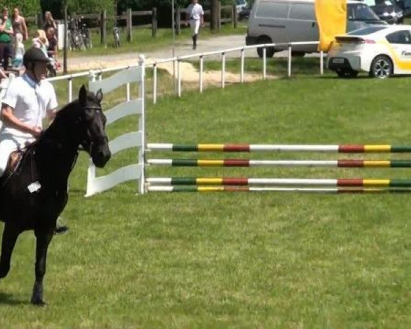 Springpferd Zalvaro (Zweibrücker, 1999, von Zermatt)