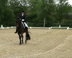 dressage horse Wind of Change 37 (Hanoverian, 2006, from Worldly I)