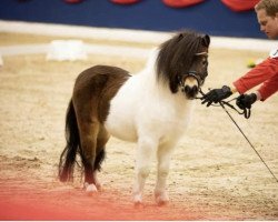 Deckhengst Krummhörn‘s Georg WE (Shetland Pony (unter 87 cm), 2019)