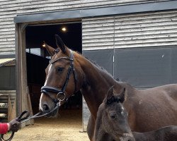 dressage horse Salinera FH (Austrian Warmblood, 2022, from Impresario)