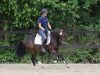 broodmare Daisy 849 (German Riding Pony, 2009, from Der feine Lord AT)