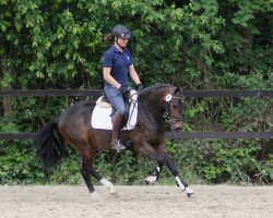 Zuchtstute Daisy 849 (Deutsches Reitpony, 2009, von Der feine Lord AT)