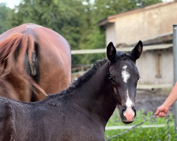 dressage horse Totila FH (Austrian Warmblood, 2022, from Totilas)