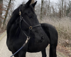 Zuchtstute Jumeirah de Baian (KWPN (Niederländisches Warmblut), 2014, von Negro)