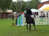 jumper Idream (Latvian Warmblood, 2007, from Irasir)