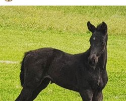 dressage horse Jackie ó (Austrian Warmblood, 2020, from Glock's Toto Jr.)