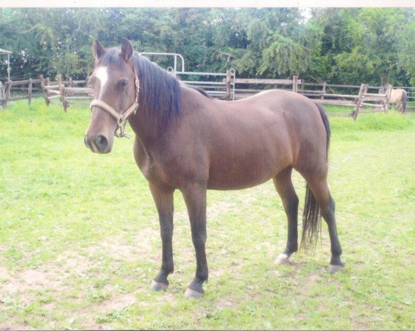 horse Mirage 183 (Lipizzaner, 2005, from Siglavy Capriola XIV 6)