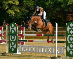 jumper Quintina 33 (Oldenburg show jumper, 2012, from Quality 9)