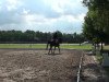 dressage horse Favonius (Westphalian, 2007, from Florestan I)