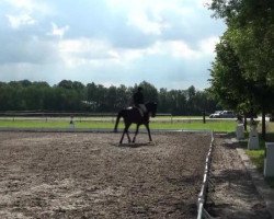 dressage horse Favonius (Westphalian, 2007, from Florestan I)