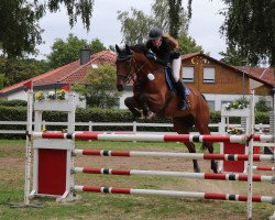 jumper Gringo 273 (Hanoverian, 2009, from Graf Top)