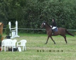 jumper Athina H (Oldenburg, 2004, from Don Gregory)