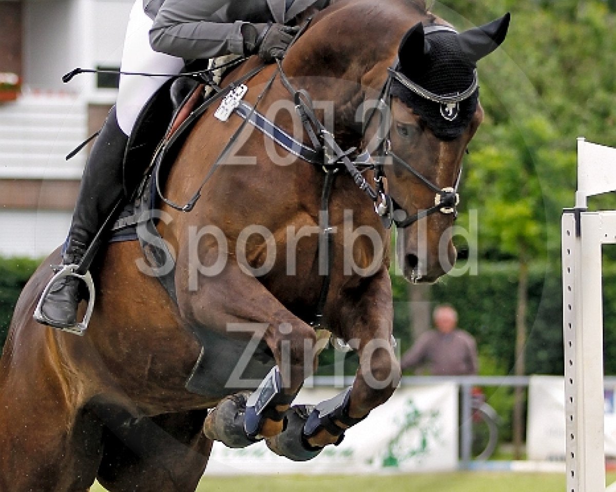 Springpferd Fahira (Westfale, 1999, von Felix)