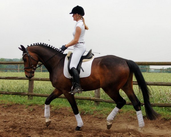 Dressurpferd Showson (Westfale, 2008, von Show Star)