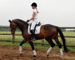 horse Showson (Westfale, 2008, from Show Star)