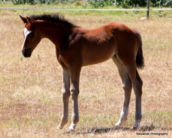 horse Neuland Walk of Fame (South African Warmblood, 2010, from Waikiki of Wadacre)