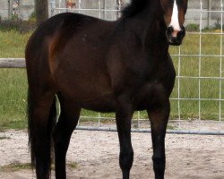 horse Neuland Annique (Südafrikanisches Warmblut, 2009, from Clinton H)